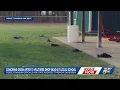 Lagu Dozens of dead vultures found on campus of Ohio school