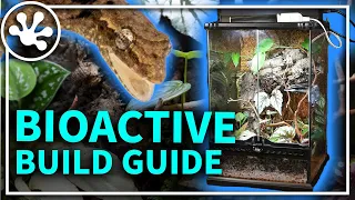 How to Build a Bioactive Enclosure for Small Geckos