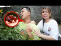 Download Lagu ZAINAL DIGIGIT SEMUT API MERAH MENGERIKAN!!