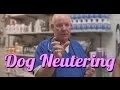 Should You Neuter Your Dog - Ask the Expert Dr David Randall