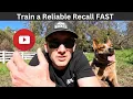 Create a Reliable Recall Cattle Dog Academy