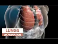 How our lungs work 3D tour of the lungs