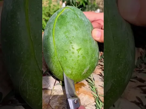 مشوب بدي بطيخه 🍉🍉🍉