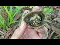 Download Lagu Aku mencabut rumput liar di kebun