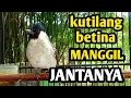 Download Lagu Suara burung kutilang betina gacor memanggil jantan, ampuh di jadikan pancingan kutilang jantan