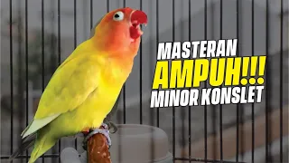 masteran suara konslet minor jantan ampuh