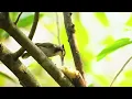 11 Hour Bird Sounds Relaxation - Soothing Nature Sounds - Birds Singing for Sleep & Stress Relief