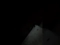 Big ass pregnant brown recluse spider