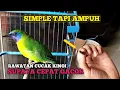 Download Lagu YANG PUNYA KINOI WAJIB TAHU‼️CARA MERAWAT CUCAK KINOI BAHAN SUPAYA RAJIN BUNYI