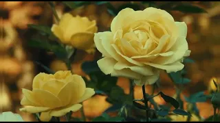 موسيقى مسلسل لعبة القدر 