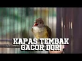 Download Lagu MASTERAN KAPAS TEMBAK GACOR DOR! MASTERAN PALING DICARI!