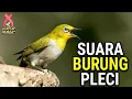Download Lagu KICAUAN PEMIKAT BURUNG PLECI 🦅 FREE DOWNLOAD MP3🔥