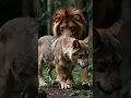Download Lagu Wolf love lion animal lover lion wolf love #shorts #usa #uk #canada