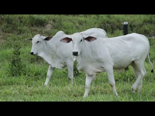 4 Bezerras Nelore P.O.