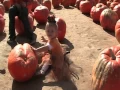 Day at the Pumpkin Patch