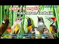 Download Lagu Kompilasi Masteran Burung Juara || Materi Mewah Full Tembakan Untuk Murai batu, Cucak ijo