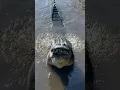 Gigantisch alligatorgebrul! #gatorland #alligator #crocodile