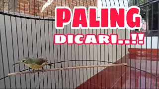 masteran burung full nyecret kolibri kelapa betina gacor