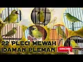 Download Lagu Pleci Burung Pleci Gacor Dakun Pacitan Nembak Materi Mewah Masteran