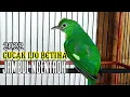 Download Lagu Cucak ijo BETINA ! gacor NGENTROK Memanggil Jantan