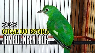 Cucak ijo BETINA ! gacor NGENTROK Memanggil Jantan