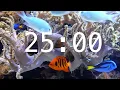 25 Minute Aquarium Countdown Timer Ocean Timer Fish Timer Relaxing Music