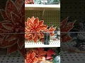 2024 CHRISTMAS PICKS AT HOBBY LOBBY