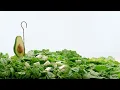 Aldi Australia Avocados silly ad 2026