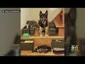 NYPD K9 Sniffs Out 1 200 Rounds Of Ammo
