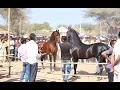 Download Lagu Mega Ashwa show Breeding Stallion horse ring show 2019 p1