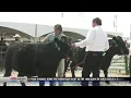 Butte-Silver Bow County Fair features finest from 4-H