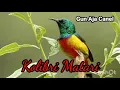 Download Lagu Sikecil cantik Kolibri matari cocok untuk masteran