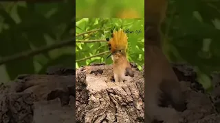 الهدهد وموسم التزاوج 