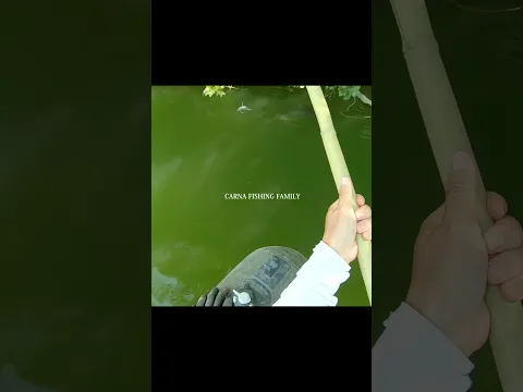 BIG CATFISH at the SURFACE #fishing #fish #silure