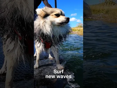 Join Subaru in celebrating National Make A Dog's Day