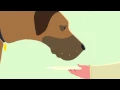 Give Your Cat or Dog Medicine Made Easy with Greenies PILL POCKETS