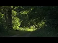 The Way of the Singing Forest  - 10h REALTIME Birdsong - NO LOOP - Birds Singing in Woods - 4K HDR