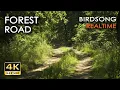 Download Lagu Forest Road - Birdsong - 10h NO LOOP - Birds Singing in Woods - REALTIME Relaxing Nature Sounds - 4K