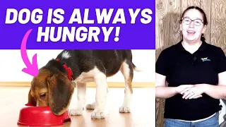 puppy always hungry why and what to do 