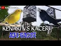 KENARI VS KACER NGEPLONG‼️👍