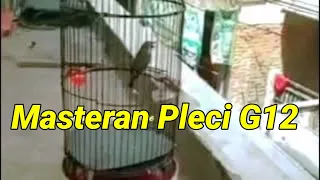 pake masteran pleci ini buat cetak pleci g12