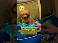 My puppy after vaccination Why is he so tired and lethargic