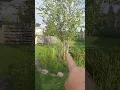 Heritage River Birch Growth Progress Fast-Growing Shade Tree for Michigan Landscapes