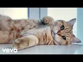 Download Lagu Cat Song (Official Video) - Cooltime | Types of Cats | Cats | Kittens MP3