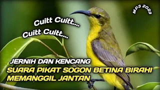 suara pikat sogon betina birahi memanggil jantan