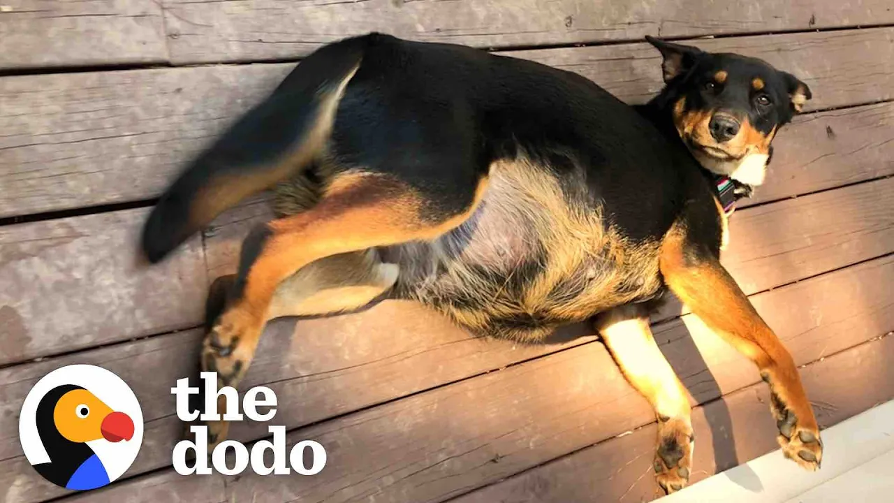 Pregnant Dog Raises An Incredible Amount of Puppies | The Dodo Foster Diaries