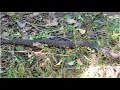 Download Lagu Huge Northern Water Snake