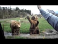 Waving Bears in Seattle game farm