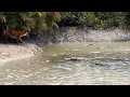 Download Lagu NIAT MEMANGSA BUAYA TAPI HARIMAU MALAH JADI MANGSA !! 8 Pertarungan SERU Harimau Dan Singa VS Buaya