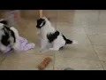 Shorkie Poo Puppies For Sale